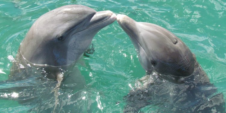 Comment est la peau d'un dauphin ?