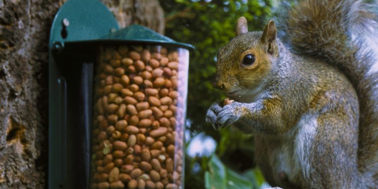 Comment installer une mangeoire pour écureuil ?