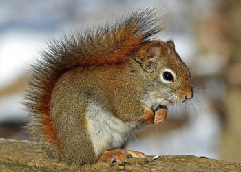 Est-ce que les écureuils sont dangereux ?