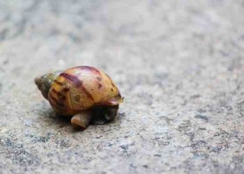 Quelle est la plante préférée des escargots ?