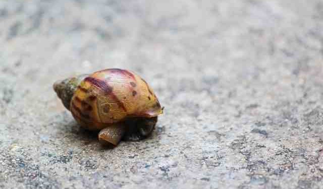 Quelle est la plante préférée des escargots ?