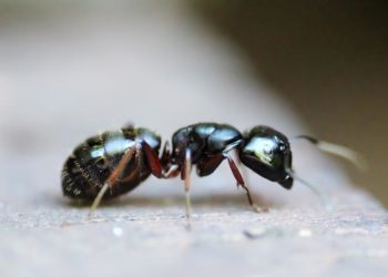 Quand se reproduisent les fourmis ?