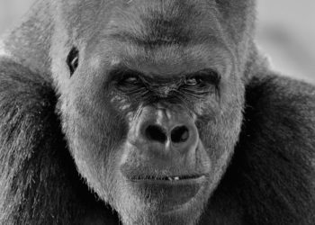 Quelle est la taille d'un gorille ?