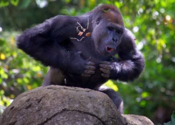 Pourquoi les gorilles se frappent la poitrine ?