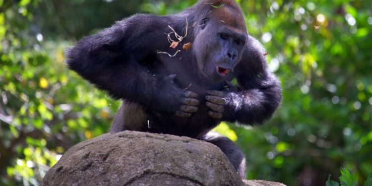Pourquoi les gorilles se frappent la poitrine ?