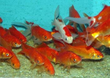 Quel animal mange les poissons dans les bassins ?