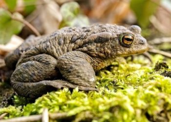 Quelle est la principale nourriture de la grenouille ?