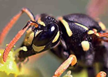 Quel produit pour tuer les guêpes ?