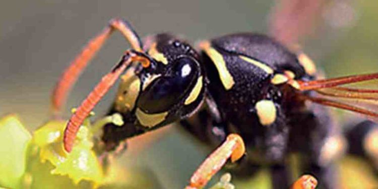 Quel produit pour tuer les guêpes ?