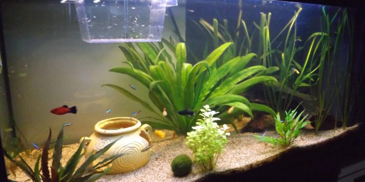 Quel poisson avec guppy et crevette ?