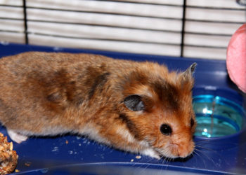 Quel jeu faire avec son hamster ?