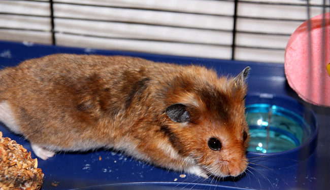 Quel jeu faire avec son hamster ?