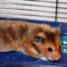 Quel jeu faire avec son hamster ?
