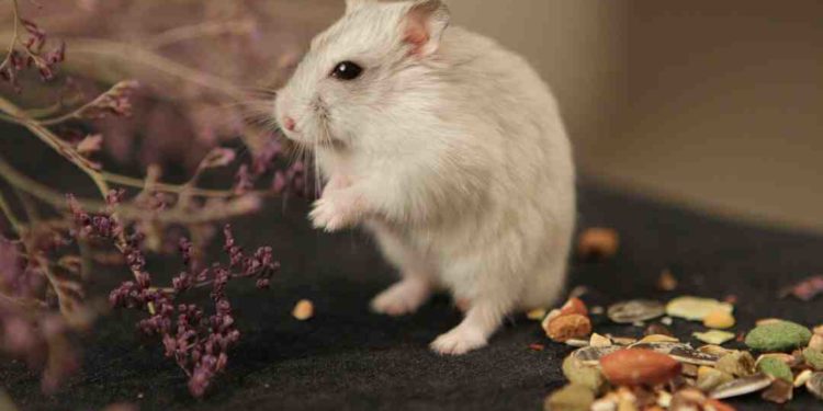 Comment savoir si mon hamster nain est heureux ?