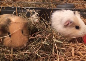 Est-ce que un cochon d'inde femelle pue ?