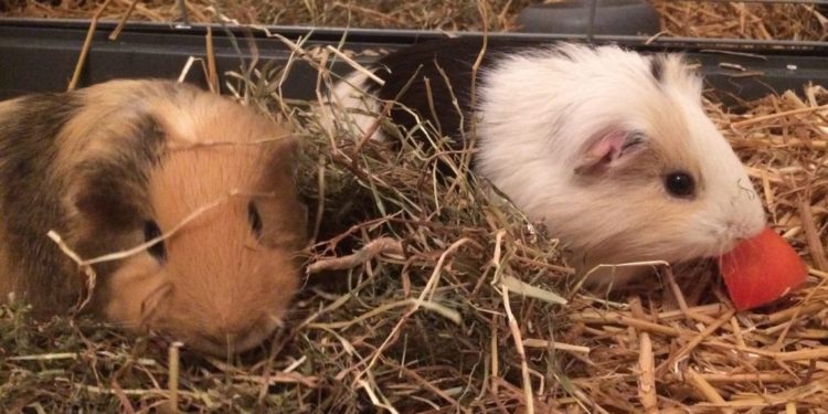 Est-ce que un cochon d'inde femelle pue ?