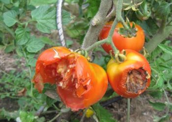 Quel rongeur mange des tomates ?