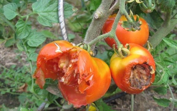 Quel rongeur mange des tomates ?