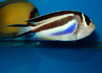 Quel poisson femelle devient mâle ?