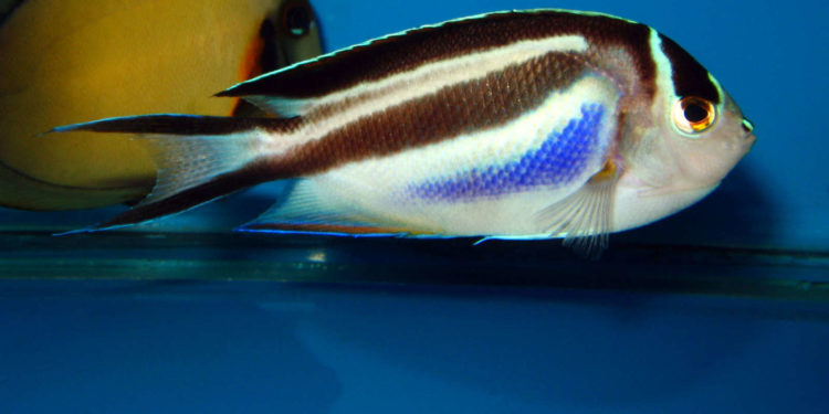 Quel poisson femelle devient mâle ?