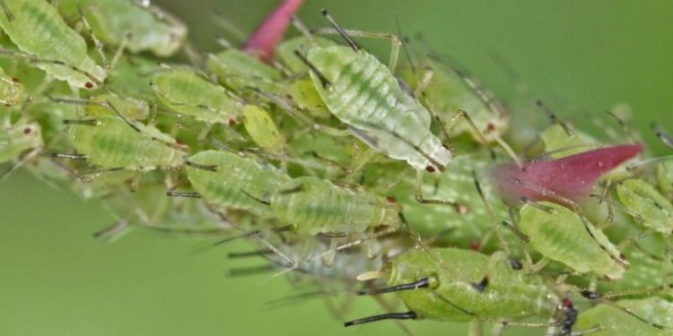 Est-ce que les hermaphrodites peuvent se reproduire seul ?