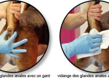 Quand faire vider les glandes anales du chien ?