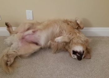 Qui dort le plus chien ou chat ?