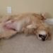 Qui dort le plus chien ou chat ?