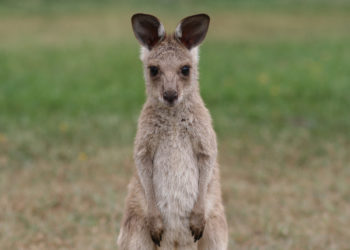 Comment naissent les petits kangourous ?