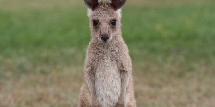 Comment naissent les petits kangourous ?
