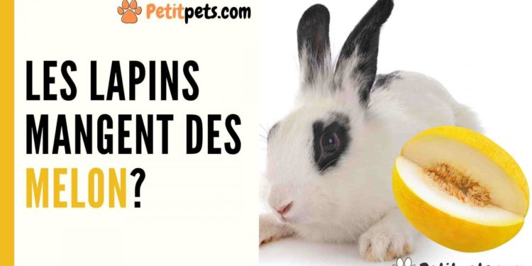 Est-ce que les lapins mangent des épinards ?