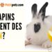 Est-ce que les lapins mangent des épinards ?