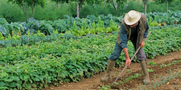 Quelle herbe semer pour les poules ?