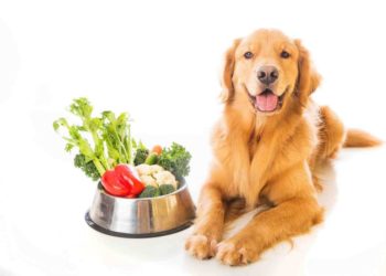 Quelle quantité de courgette pour un chien ?