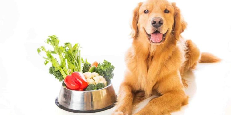 Quelle quantité de courgette pour un chien ?