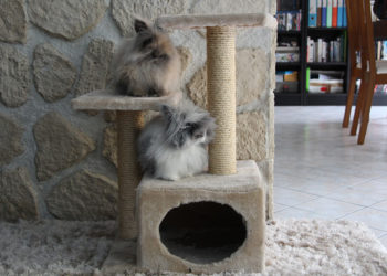 Quelle branche d'arbre pour lapin nain ?