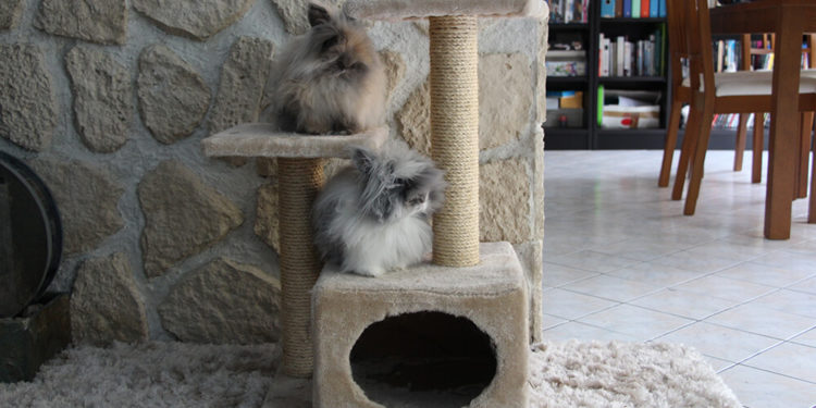 Quelle branche d'arbre pour lapin nain ?