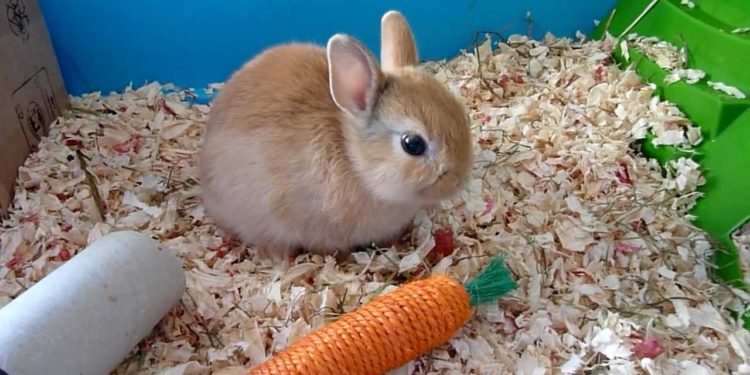 Quelle herbe donner au lapin nain ?