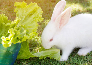 Quelles sont les aliments toxiques pour les lapins ?