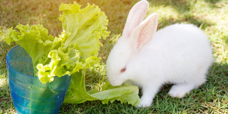 Quelles sont les aliments toxiques pour les lapins ?