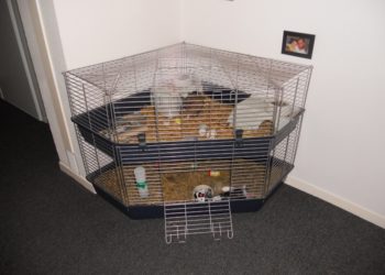 Comment savoir si ma lapine a accouché ?