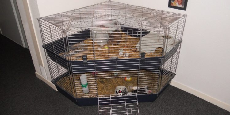 Comment savoir si ma lapine a accouché ?