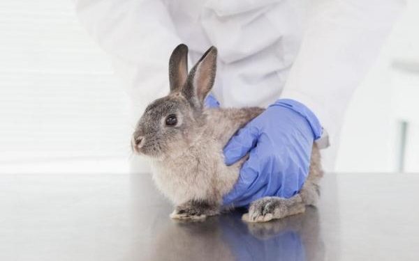 Pourquoi mon lapin nain fait pipi rouge ?