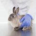 Pourquoi mon lapin nain fait pipi rouge ?
