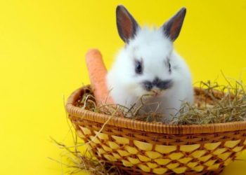 Quelle salade peut manger un lapin ?