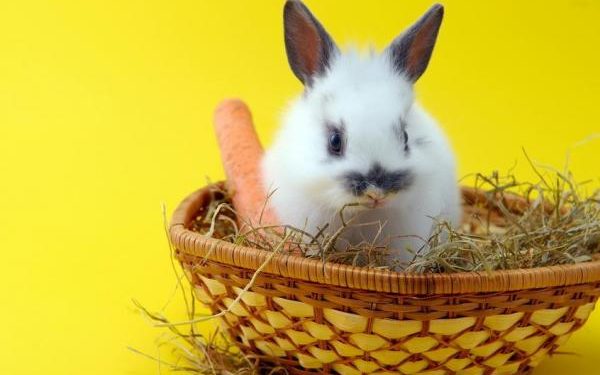 Quelle salade peut manger un lapin ?