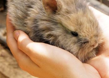 Quelle température peut supporter un lapin nain ?