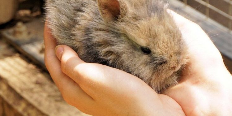Quelle température peut supporter un lapin nain ?
