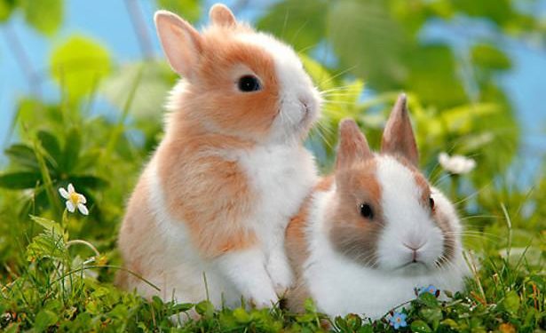Comment vie un lapin domestique ?
