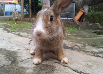 Pourquoi mon lapin s'excite sur moi ?